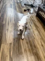 processed/d2614cc9-75e1-47dc-8ac1-1eeb672070aa/listing/6e944118-6c2f-45e3-b9a2-74095a059f06/4c4ffa09-3500-477e-8c8a-f020aad737c2