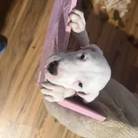 Lilly Argento Gines, a female Dogo Argentino for sale in Palm Coast, FL – Photo 3 of 4