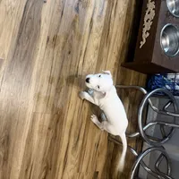 Lilly Argento Gines, a female Dogo Argentino for sale in Palm Coast, FL – Photo 1 of 4