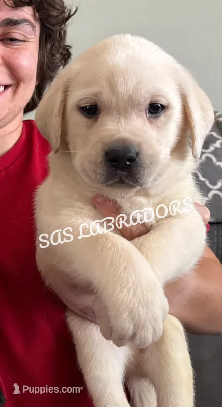AKC English Yellow Labrador  – Labrador Retriever puppy for sale in Pinon Hills, CA