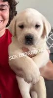 AKC English Yellow Labrador , a male Labrador Retriever for sale in Pinon Hills, CA – 1 of 3