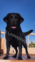 AKC English Yellow Labrador , a male Labrador Retriever for sale in Pinon Hills, CA – 2 of 3
