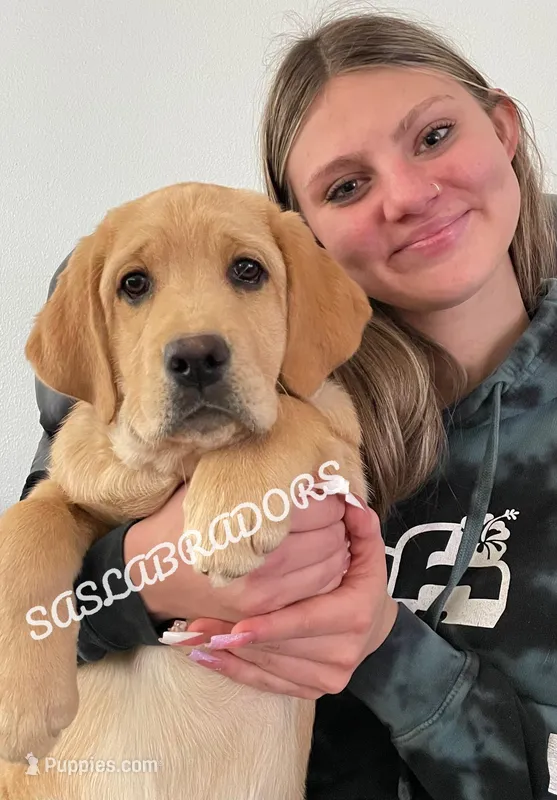 READY NOW AKC MALE LABRADOR 