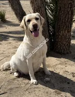 AKC English Yellow Labrador , a male Labrador Retriever for sale in Pinon Hills, CA – 3 of 3