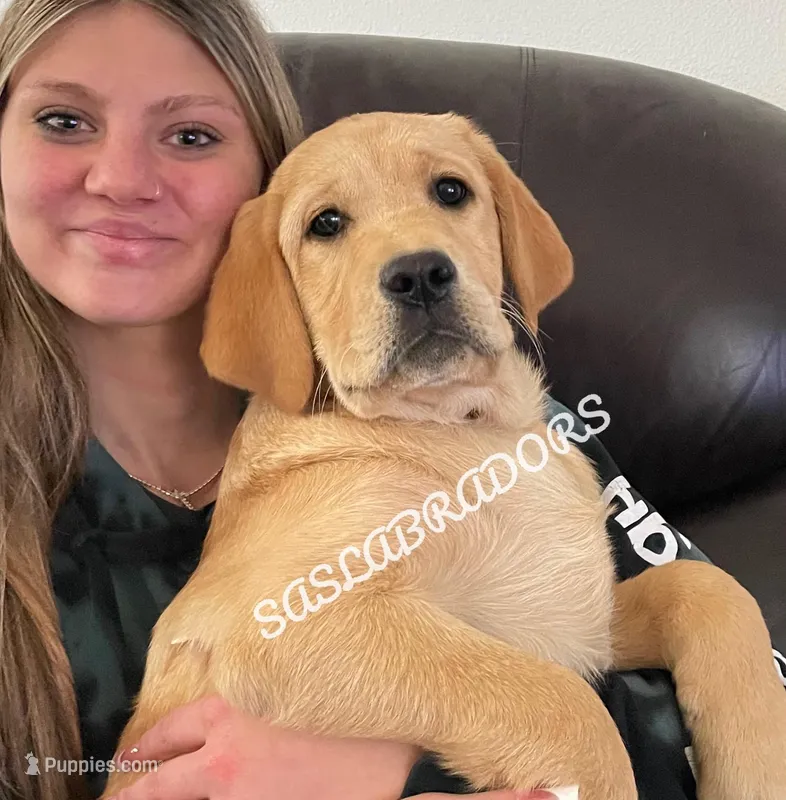 READY NOW AKC FEMALE LABRADOR 