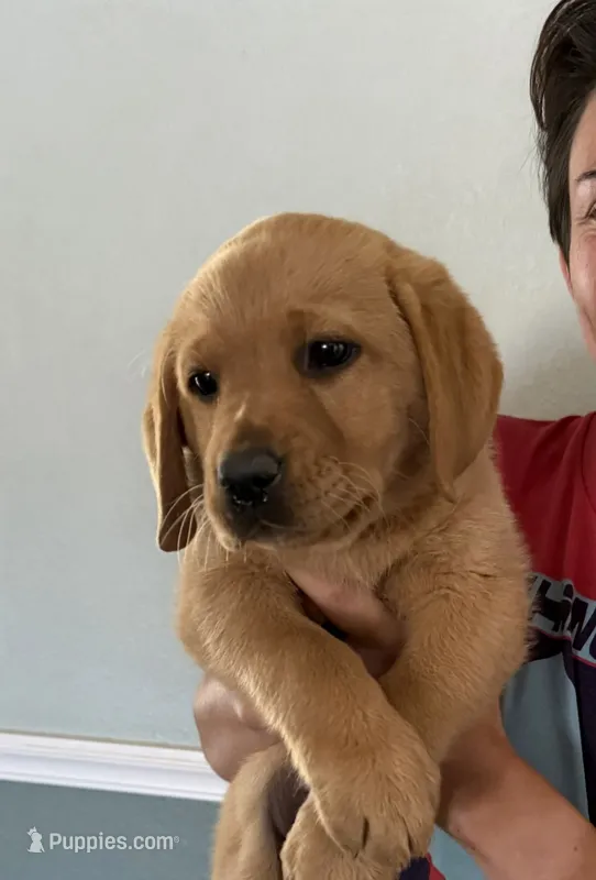 READY NOW AKC English Fox Red Female Labrador  – Labrador Retriever puppy for sale in Pinon Hills, CA