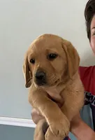 READY NOW AKC English Fox Red Female Labrador , a female Labrador Retriever for sale in Pinon Hills, CA – 1 of 1