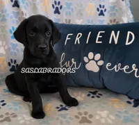 READY NOW AKC English Black Female Labrador , a female Labrador Retriever for sale in Pinon Hills, CA – 1 of 1
