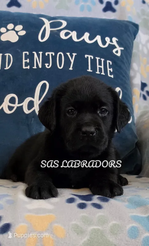 READY NOW AKC English Black Female Labrador  – Labrador Retriever puppy for sale in Pinon Hills, CA