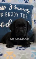 READY NOW AKC English Black Female Labrador , a female Labrador Retriever for sale in Pinon Hills, CA – 1 of 3