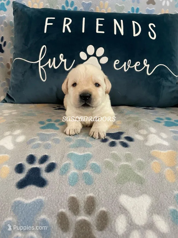 AKC English Yellow Labrador 