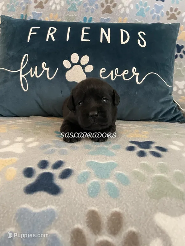 AKC English Black Labrador 