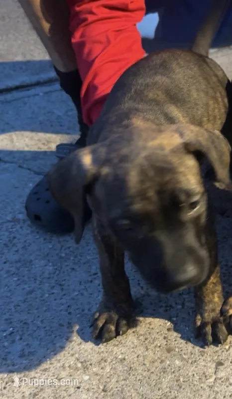 Brindle boy – Bullmastiff, American Pit Bull Terrier puppy for sale in Henderson, KY