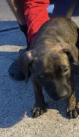 Brindle boy, a male Bullmastiff and American Pit Bull Terrier for sale in Henderson, KY – 1 of 1