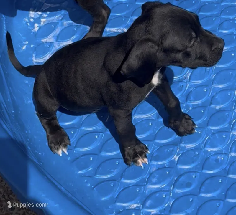 Black male – Bullmastiff, American Pit Bull Terrier puppy for sale in Henderson, KY