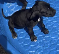 Black male, a male Bullmastiff and American Pit Bull Terrier for sale in Henderson, KY – 1 of 1