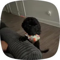 Bella, a female Cavapoo for sale in Flowery Branch, GA – 2 of 6