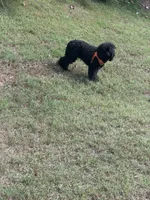 Bella, a female Cavapoo for sale in Flowery Branch, GA – 5 of 6