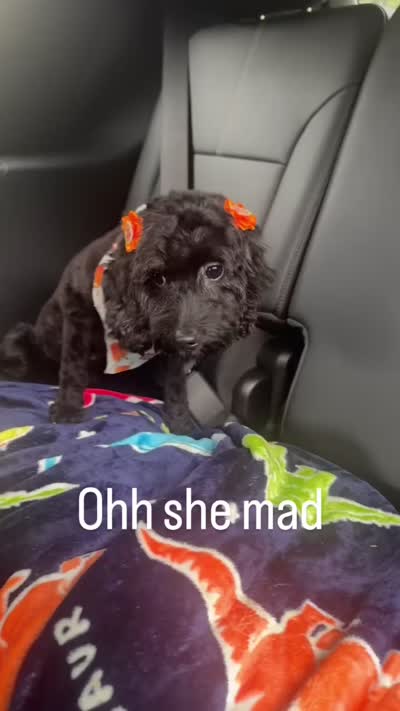 Bella, a female Cavapoo for sale in Flowery Branch, GA – 3 of 6