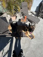 luca , a male Belgian Malinois and German Shepherd Dog for sale in Tampa, FL – 3 of 3