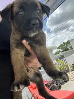loki, a male Belgian Malinois and German Shepherd Dog for sale in Tampa, FL – 1 of 3