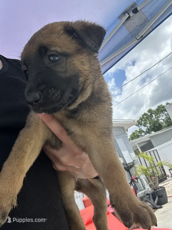 luna – Belgian Malinois, German Shepherd Dog puppy for sale in Tampa, FL