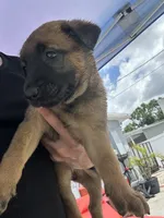 luna, a female Belgian Malinois and German Shepherd Dog for sale in Tampa, FL – 1 of 3