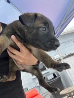 linda, a female Belgian Malinois and German Shepherd Dog for sale in Tampa, FL – 1 of 3