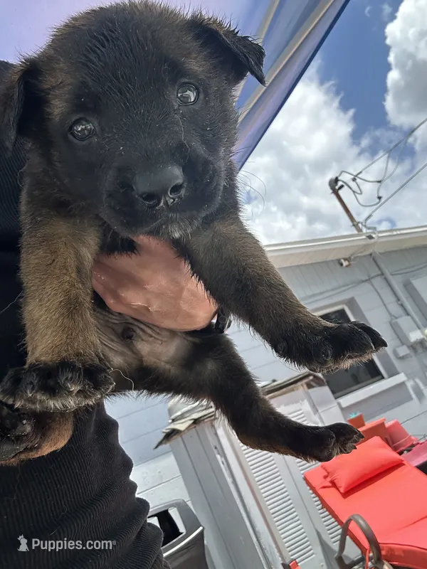 dax – Belgian Malinois, German Shepherd Dog puppy for sale in Tampa, FL