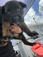 dax, a male Belgian Malinois and German Shepherd Dog for sale in Tampa, FL – 1 of 3