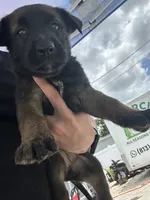 bella, a female Belgian Malinois and German Shepherd Dog for sale in Tampa, FL – 1 of 3