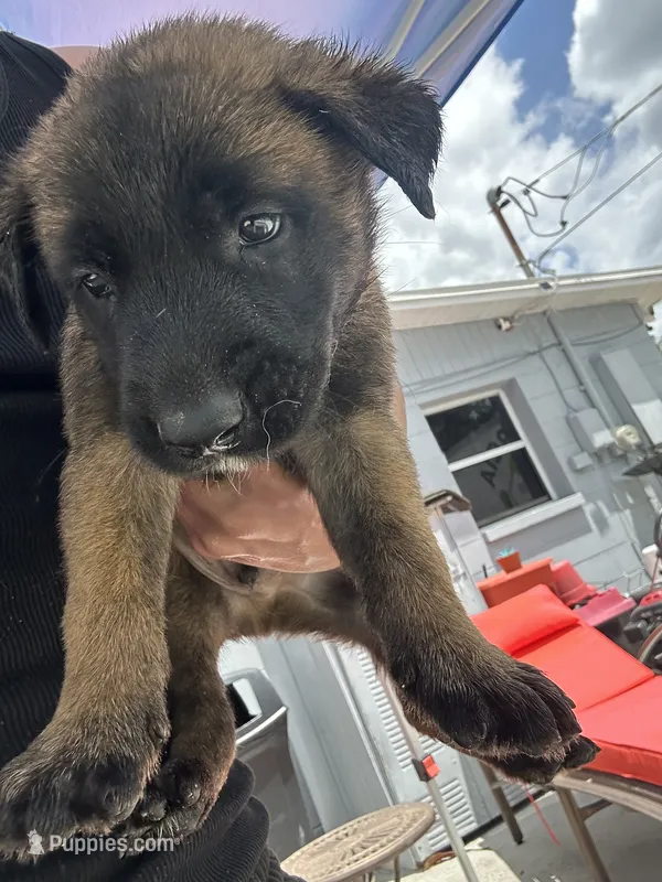 luca  – Belgian Malinois, German Shepherd Dog puppy for sale in Tampa, FL