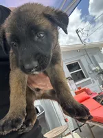 luca , a male Belgian Malinois and German Shepherd Dog for sale in Tampa, FL – 1 of 3