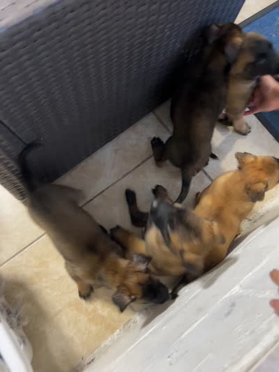 rosa, a female Belgian Malinois for sale in Tampa, FL – 4 of 4
