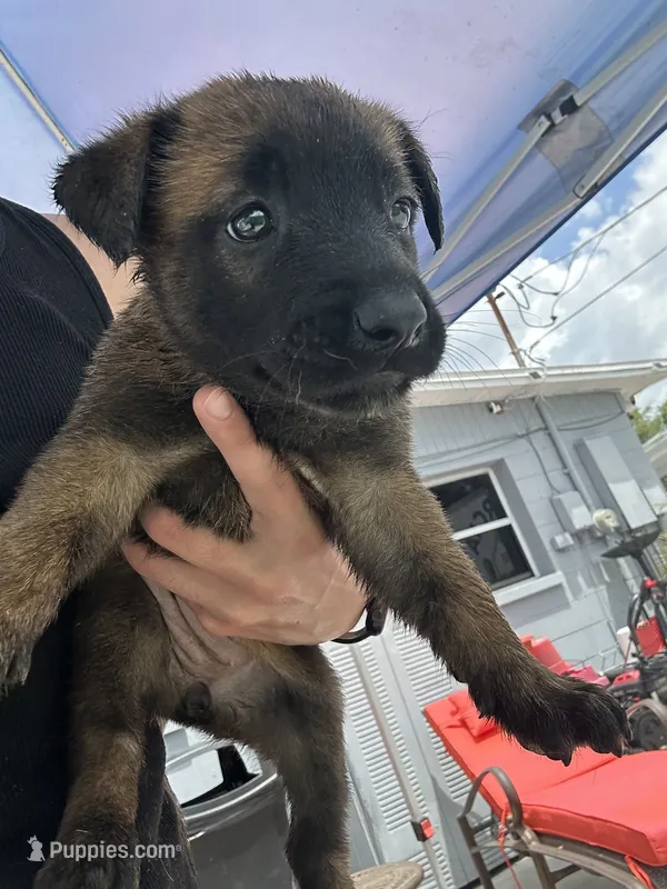 rosa – Belgian Malinois, German Shepherd Dog puppy for sale in Tampa, FL
