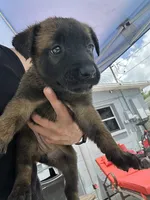rosa, a female Belgian Malinois and German Shepherd Dog for sale in Tampa, FL – 1 of 3