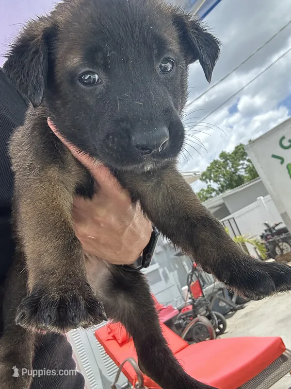 lobo  – Belgian Malinois, German Shepherd Dog puppy for sale in Tampa, FL