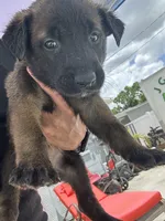 lobo , a male Belgian Malinois and German Shepherd Dog for sale in Tampa, FL – 1 of 3