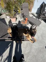 dax, a male Belgian Malinois and German Shepherd Dog for sale in Tampa, FL – 3 of 3