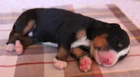 AKC Male, a male Bernese Mountain Dog for sale in Hulbert, OK – 2 of 5