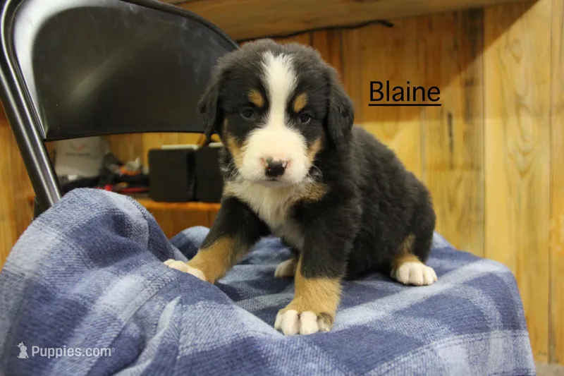 Blaine
