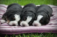 AKC Upcoming Litter, a  Bernese Mountain Dog for sale in Hulbert, OK – 9 of 9