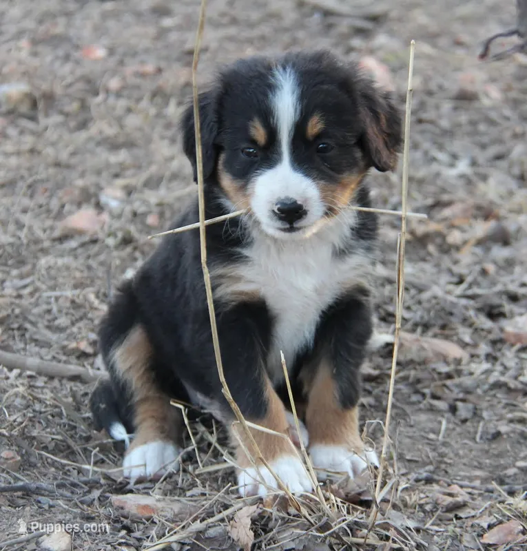 Billy, a male Bernese Mountain Dog for sale in Hulbert, OK – Photo 1 of 5