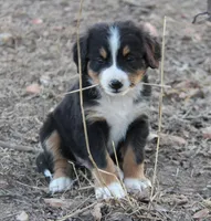 Billy, a male Bernese Mountain Dog for sale in Hulbert, OK – Photo 1 of 5
