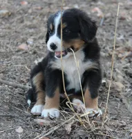 Billy, a male Bernese Mountain Dog for sale in Hulbert, OK – Photo 3 of 5