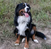 Billy, a male Bernese Mountain Dog for sale in Hulbert, OK – Photo 4 of 5
