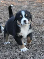 Billy, a male Bernese Mountain Dog for sale in Hulbert, OK – Photo 2 of 5