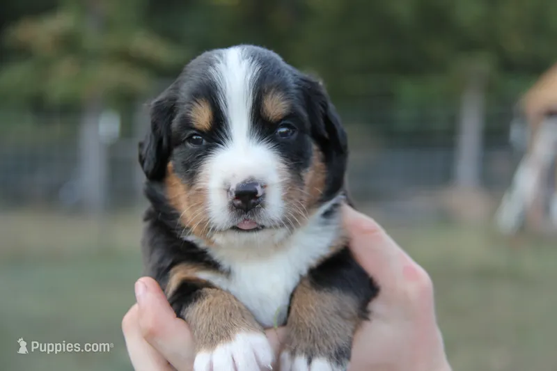 Dixie - AKC  – Bernese Mountain Dog puppy for sale in Hulbert, OK