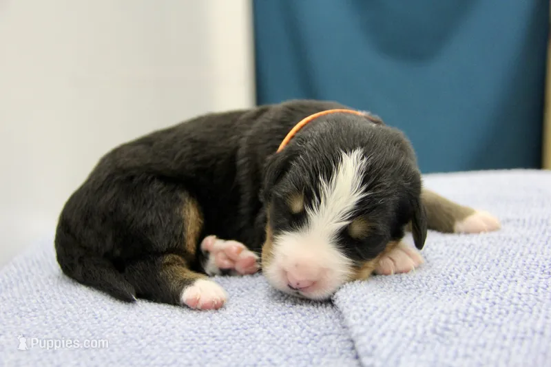 Bentley - AKC – Bernese Mountain Dog puppy for sale in Hulbert, OK