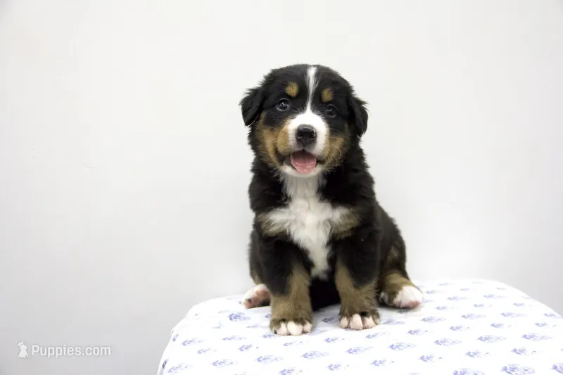 Dixie - AKC  – Bernese Mountain Dog puppy for sale in Hulbert, OK